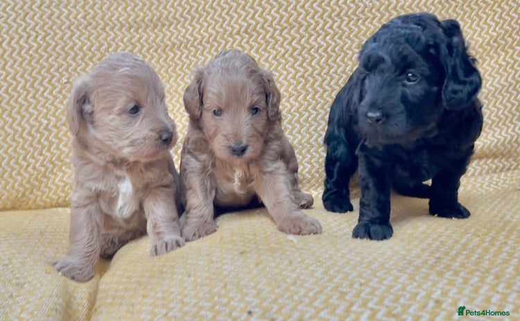 Schnoodle dogs - Advert 6