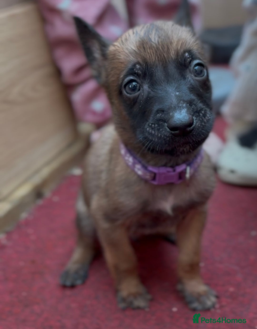 Mixed Breed dogs for sale: Dutch Malinois Puppies- Ready 13/12/2025 - Advert 9