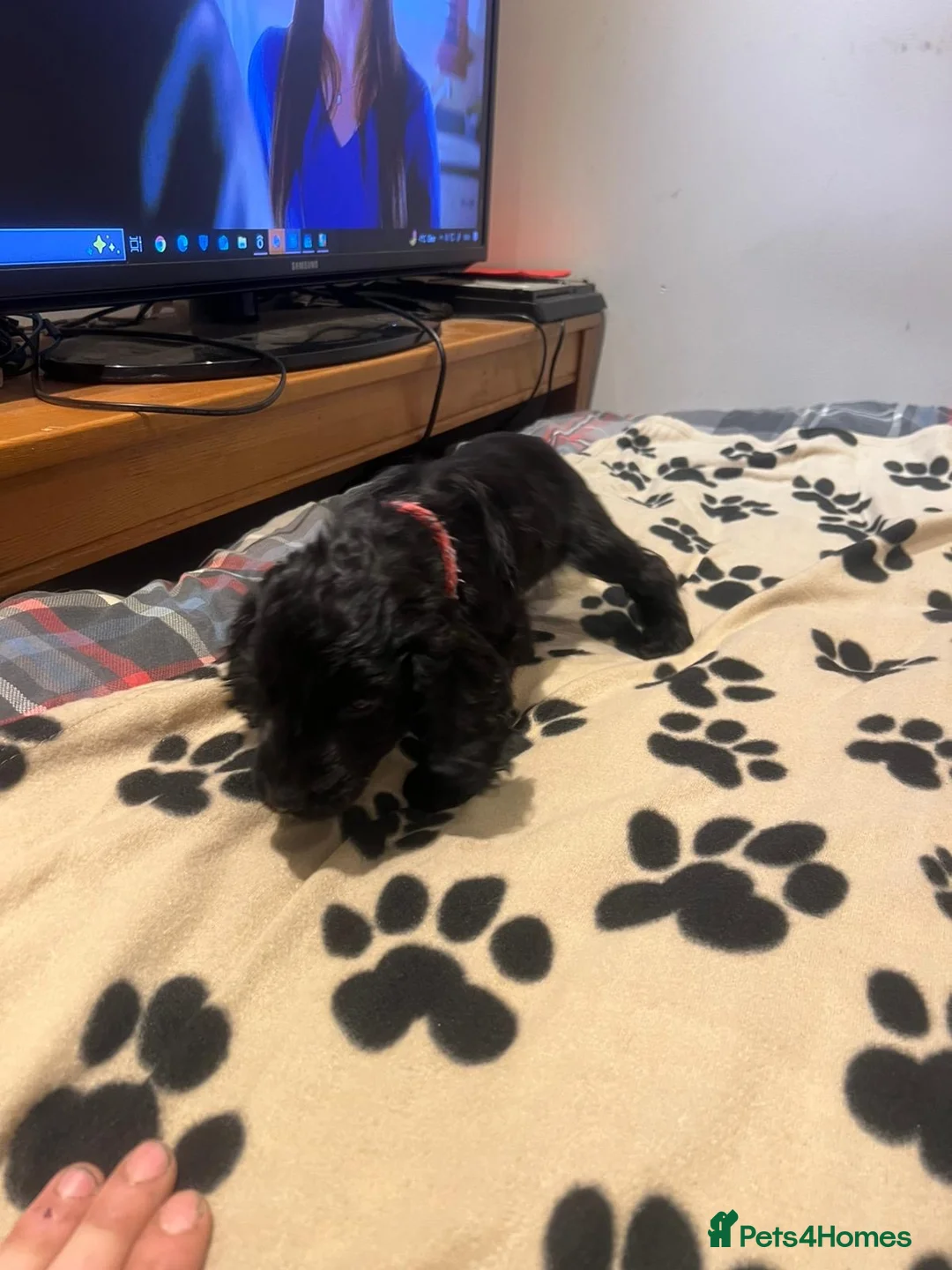 Cockapoo dogs for sale: Cocker spaniel/ cocapoo  - Advert 24