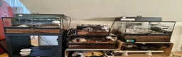 Tarantulas invertebrates for sale: 4x female adult large tarantulas  - Advert 1