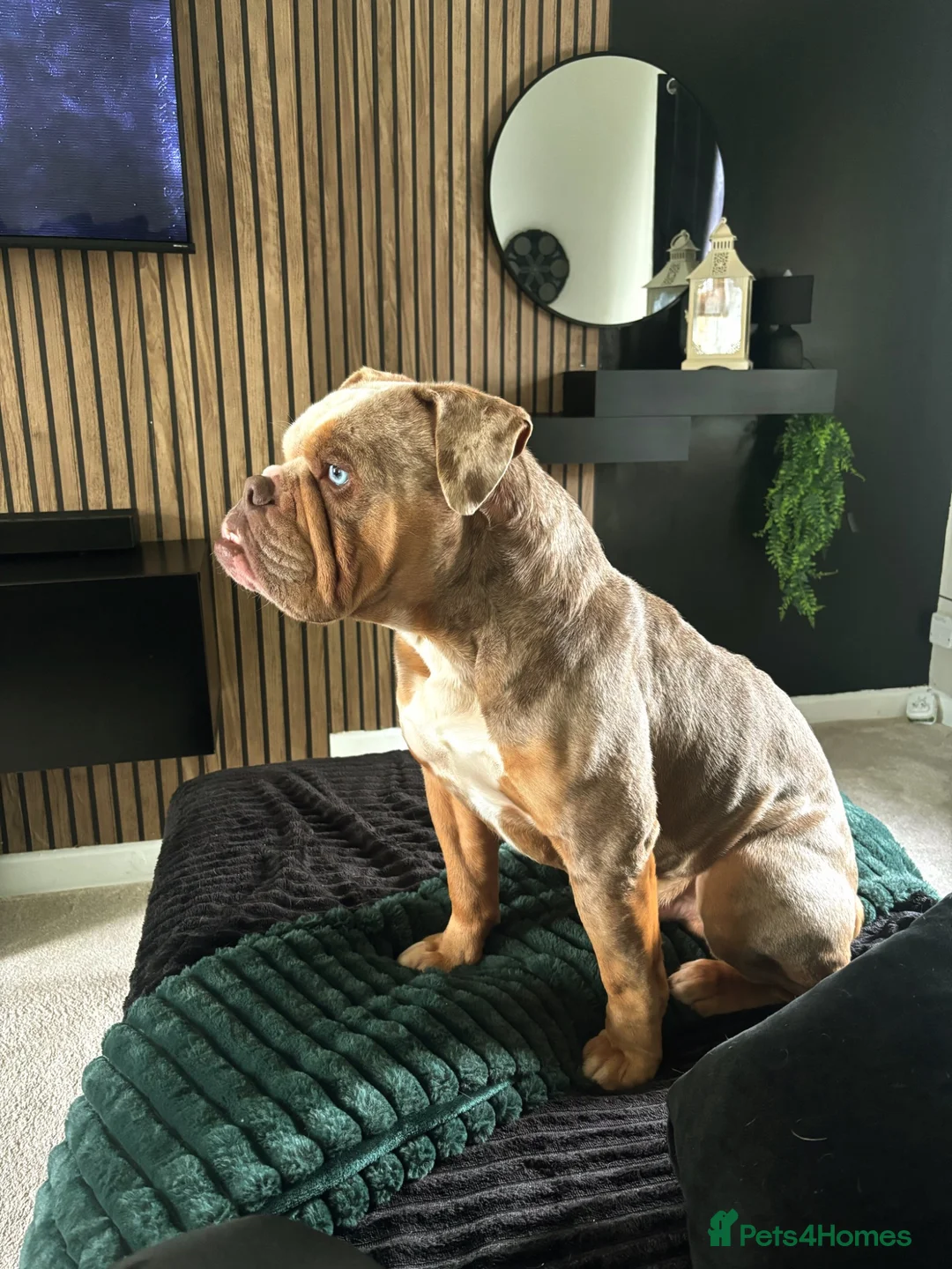 Old Tyme Bulldog dogs for stud: Lilac tri merle for stud (not proven yet) in Barnsley - Advert 7