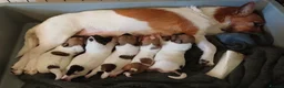 Jack Russell dogs for sale: Traditional Tiny Jack Russell, - Advert 1
