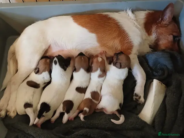 Jack Russell dogs for sale: Ready Now reduce due to time wasters ! - Advert 2