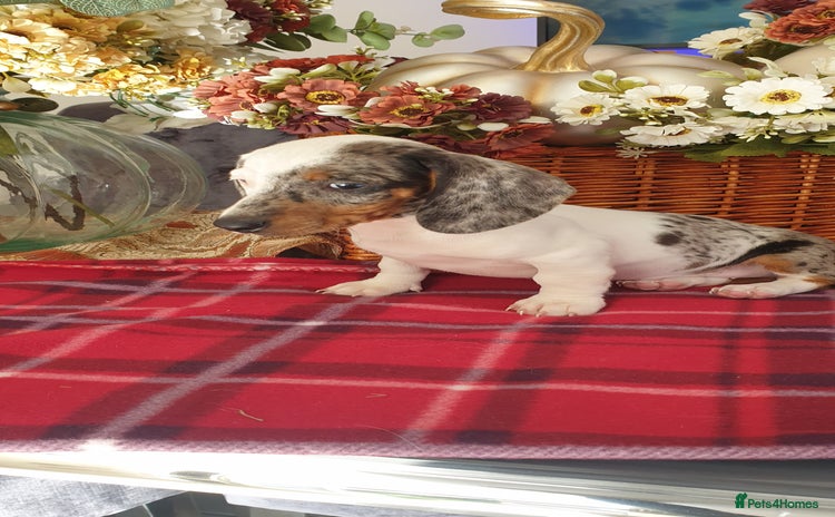 Dachshund dogs - Advert 1