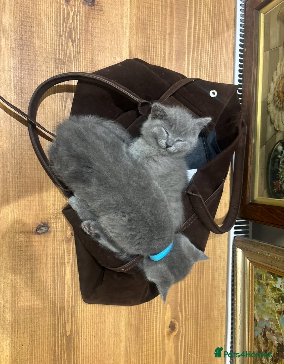 British Shorthair cats for sale: TICA Gorgeous chunky British Shorthair Male/Boy - Image 9