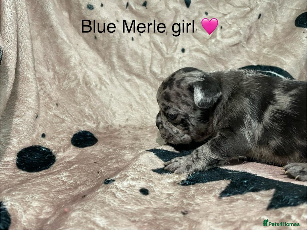 French Bulldog dogs for sale: French bulldog puppies - Image 7