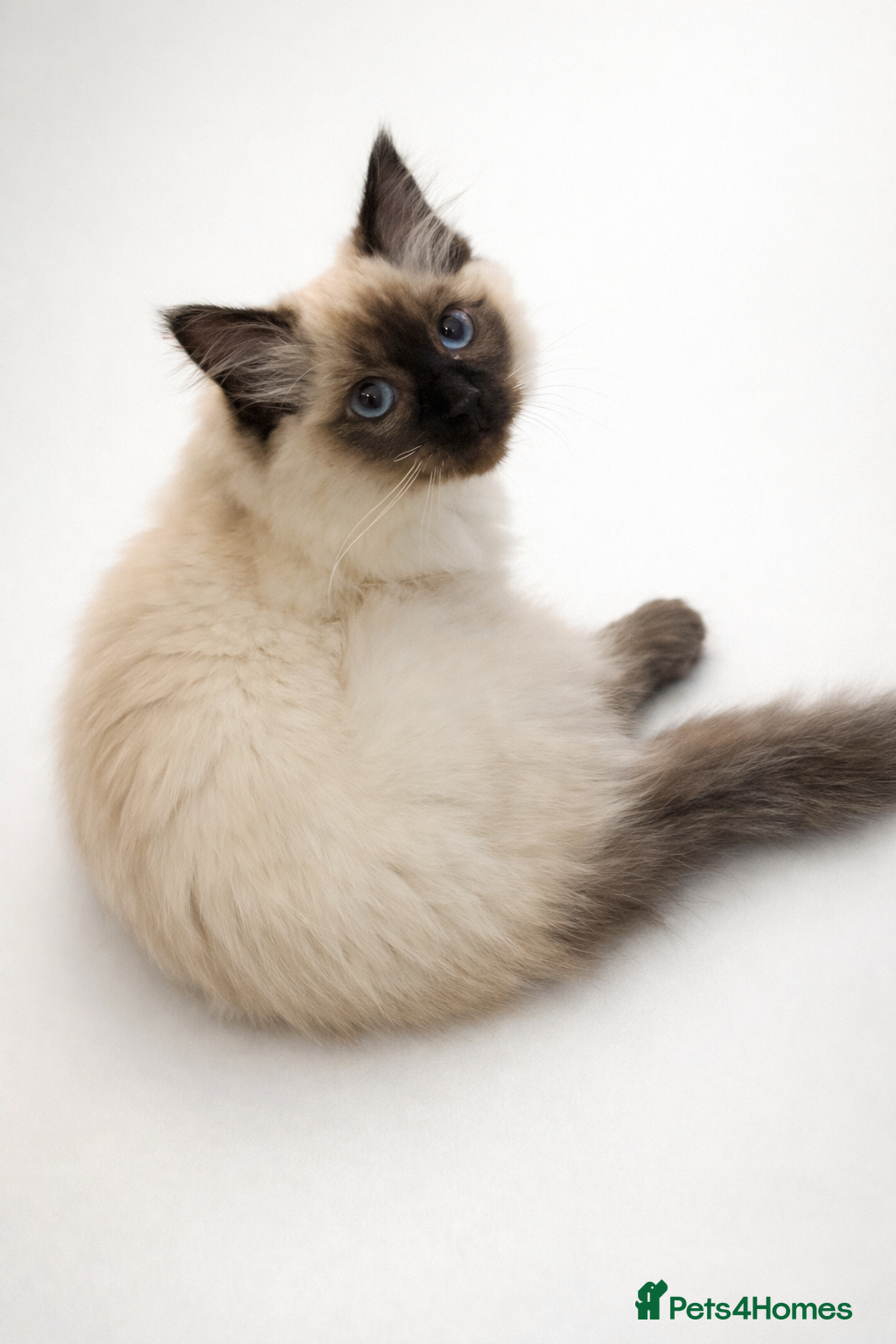Ragdoll cats Seal pointed ragdoll - Advert 2