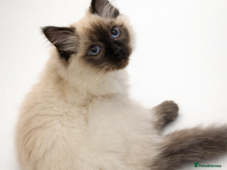 Ragdoll cats Seal pointed ragdoll - Advert 3