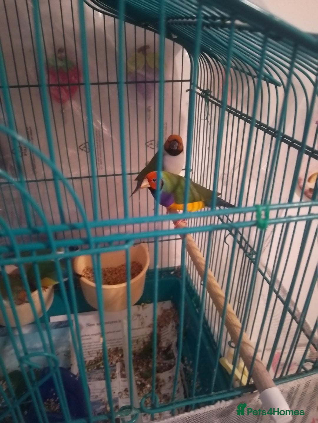 Finches birds for sale: Gouldian finches and parrotlet for sale  - Advert 8