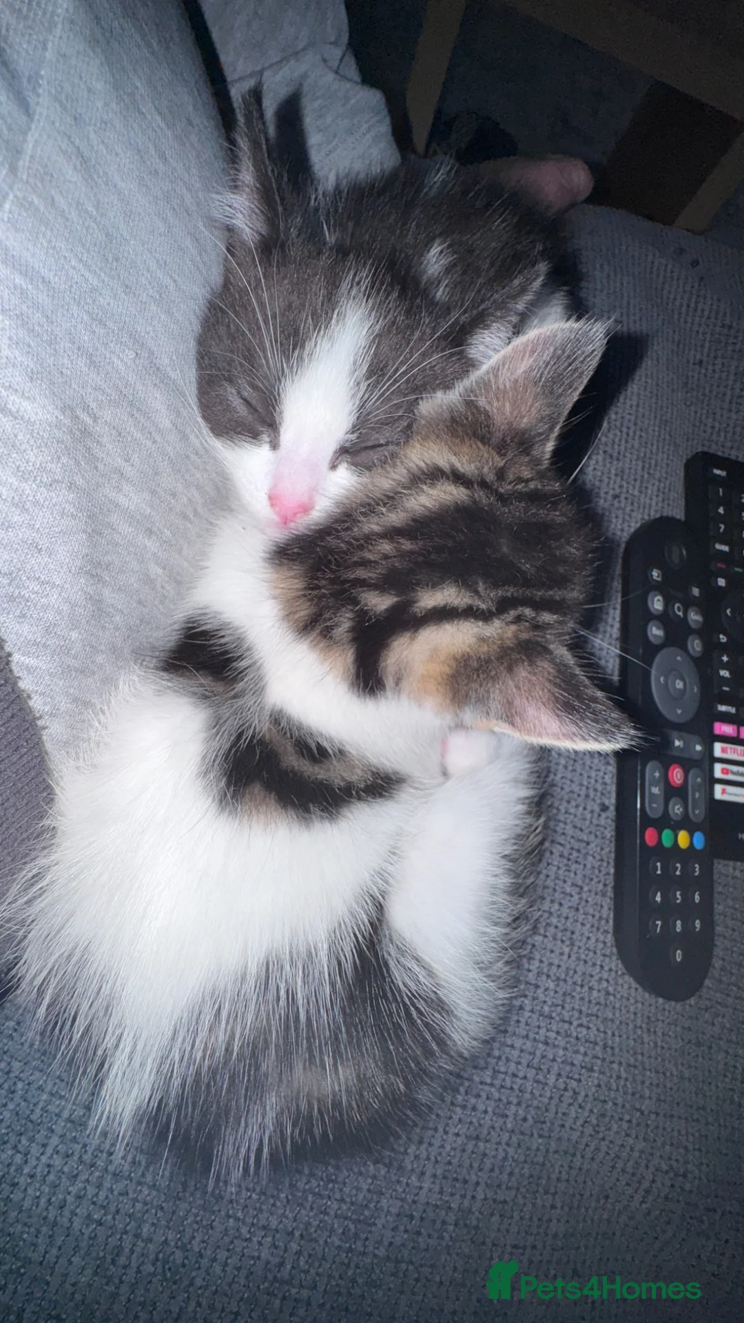 Domestic Shorthair cats for sale: Female kitten - Advert 10