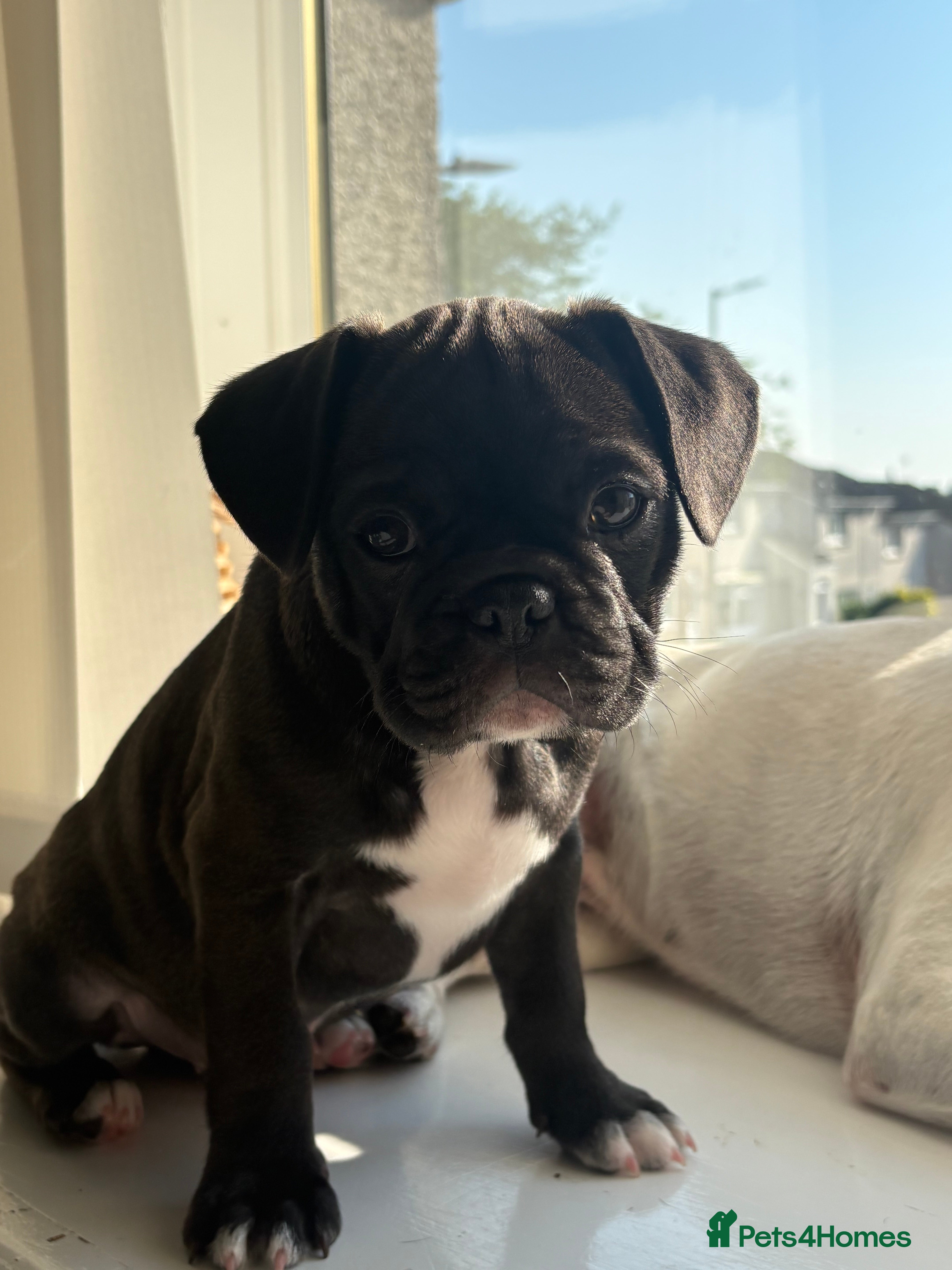 Frug dogs 🐶 Pug/French bulldog puppies 🐶 Rare markings - Advert 3