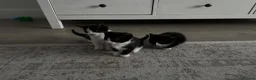 Mixed Breed cats for sale: 3 kittens needing forever homes - Advert 4