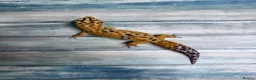 Leopard Gecko reptiles for sale: Last few leopard gecko when they gone they gone !! - Advert 2