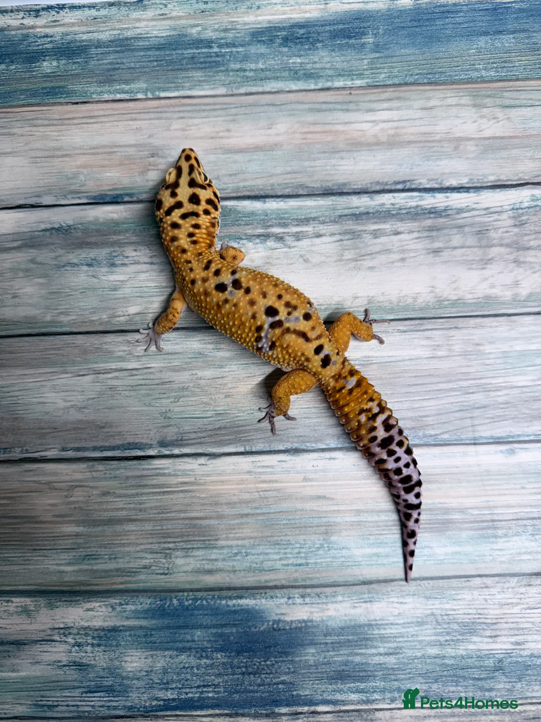 Leopard Gecko reptiles for sale: Last few leopard gecko when they gone they gone !! - Advert 2