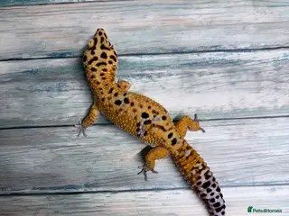 Leopard Gecko reptiles Last few leopard gecko when they gone they gone !! - Advert 4
