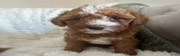 Cavapoo dogs for sale: Stunning  health tested Cavapoo puppies  - Advert 10