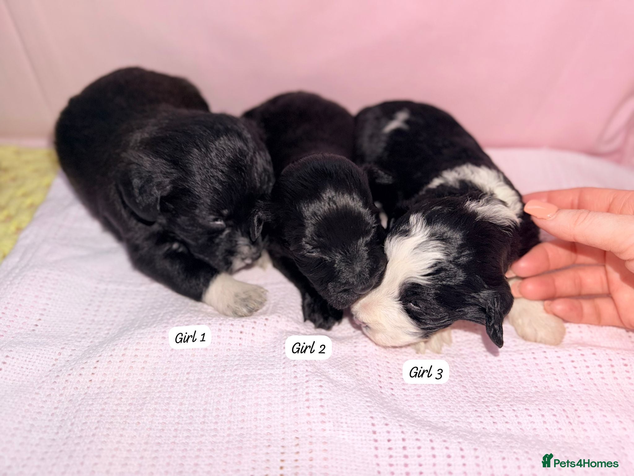 Cockapoo dogs f2 Cockapoo puppies  - Advert 2