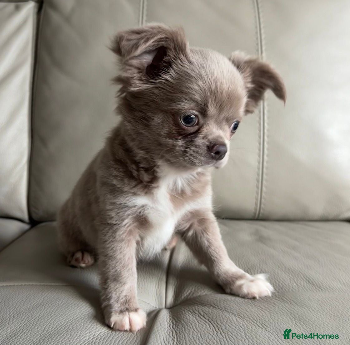 Chihuahua dogs Longcoat apple head chihuahua Russian blood lines - Advert 2