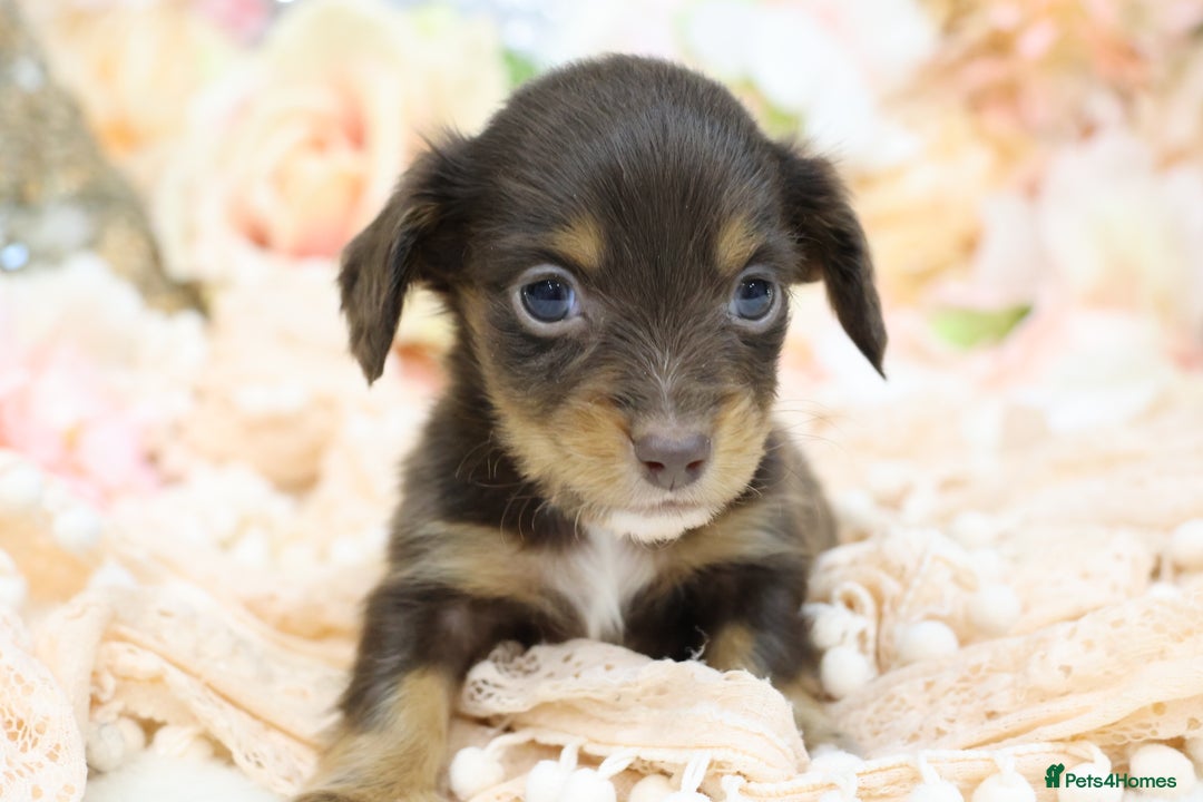 Miniature Dachshund dogs for sale: KC Longhair Miniature Dachshund Puppies - Advert 4