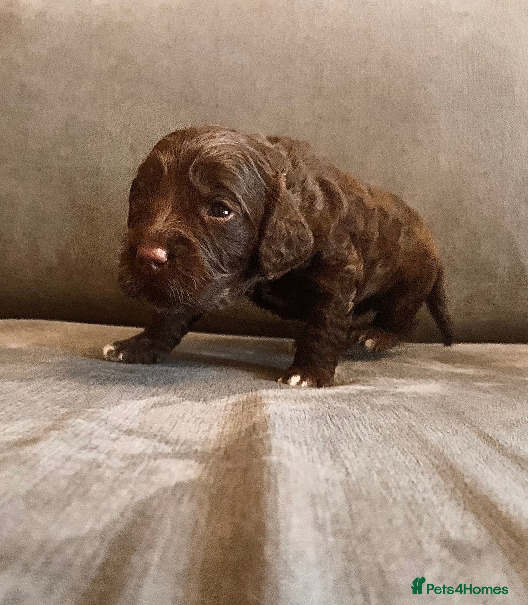 Cockapoo dogs for sale: Cockapoo F1b - Advert 28