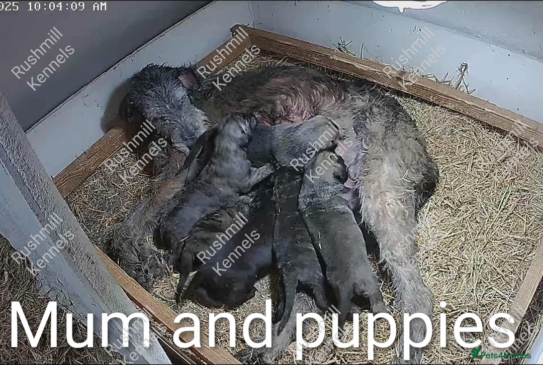 Irish Wolfhound dogs for sale: Wolfhound/Deerhound Pups - Advert 7