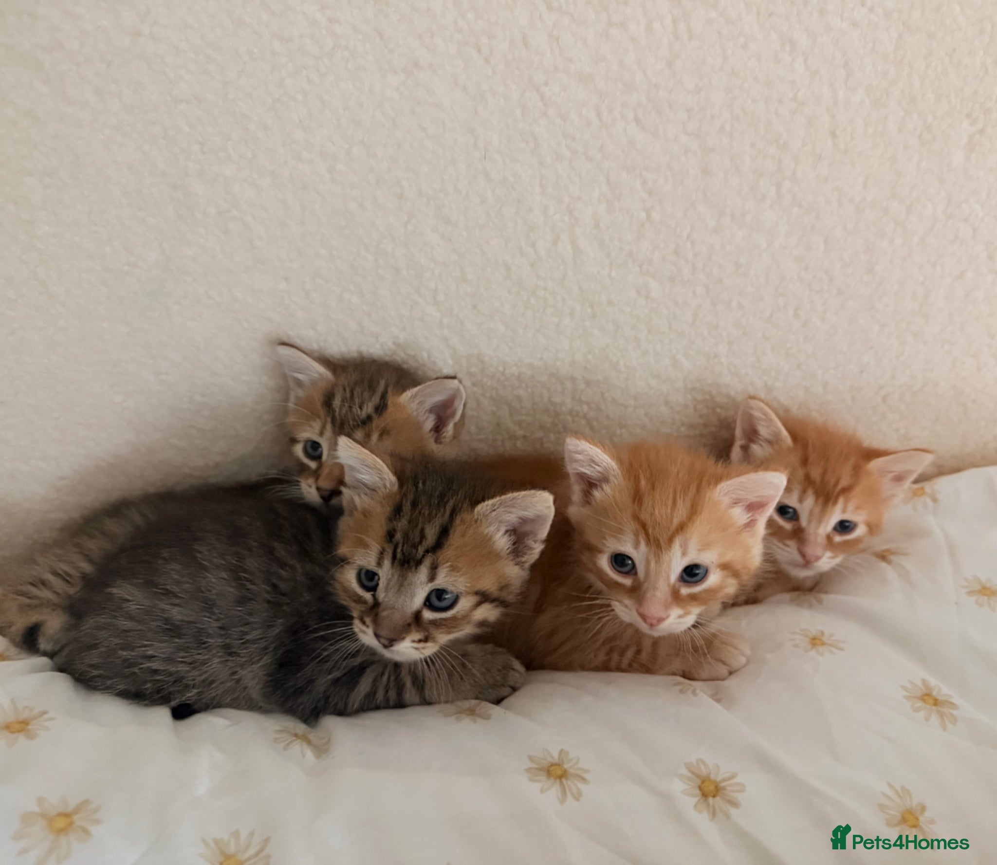 Mixed Breed cats Tabby ginger male kittens  - Advert 2