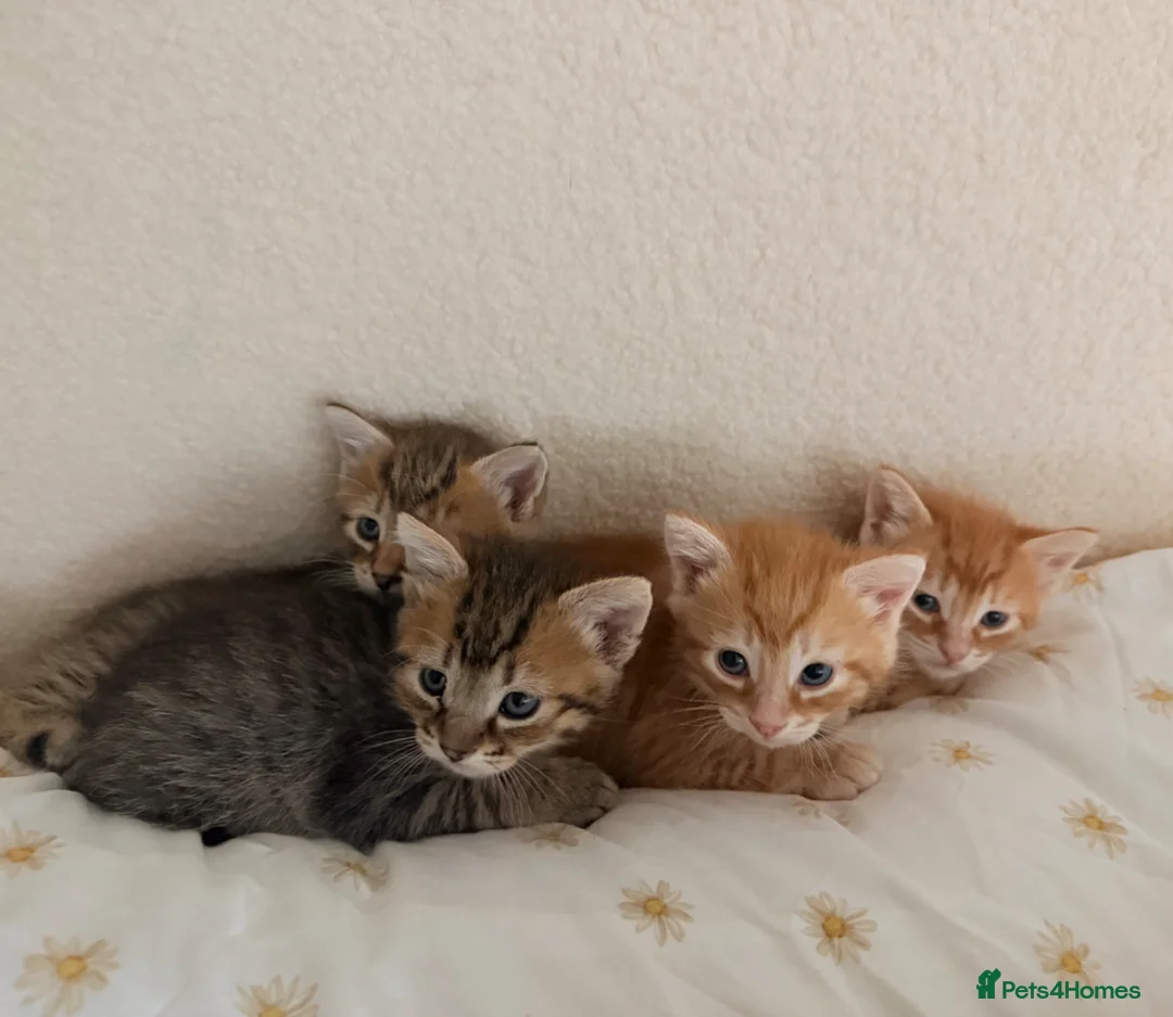 Mixed Breed cats for sale: Tabby ginger male kittens  - Advert 1