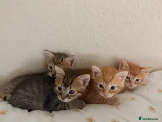 Mixed Breed cats Tabby ginger male kittens - Advert 1