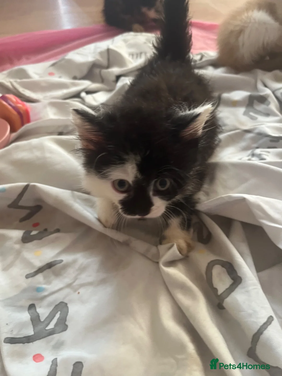 Mixed Breed cats for sale: Beautiful fluffy kittens, ready to leave now - Advert 16