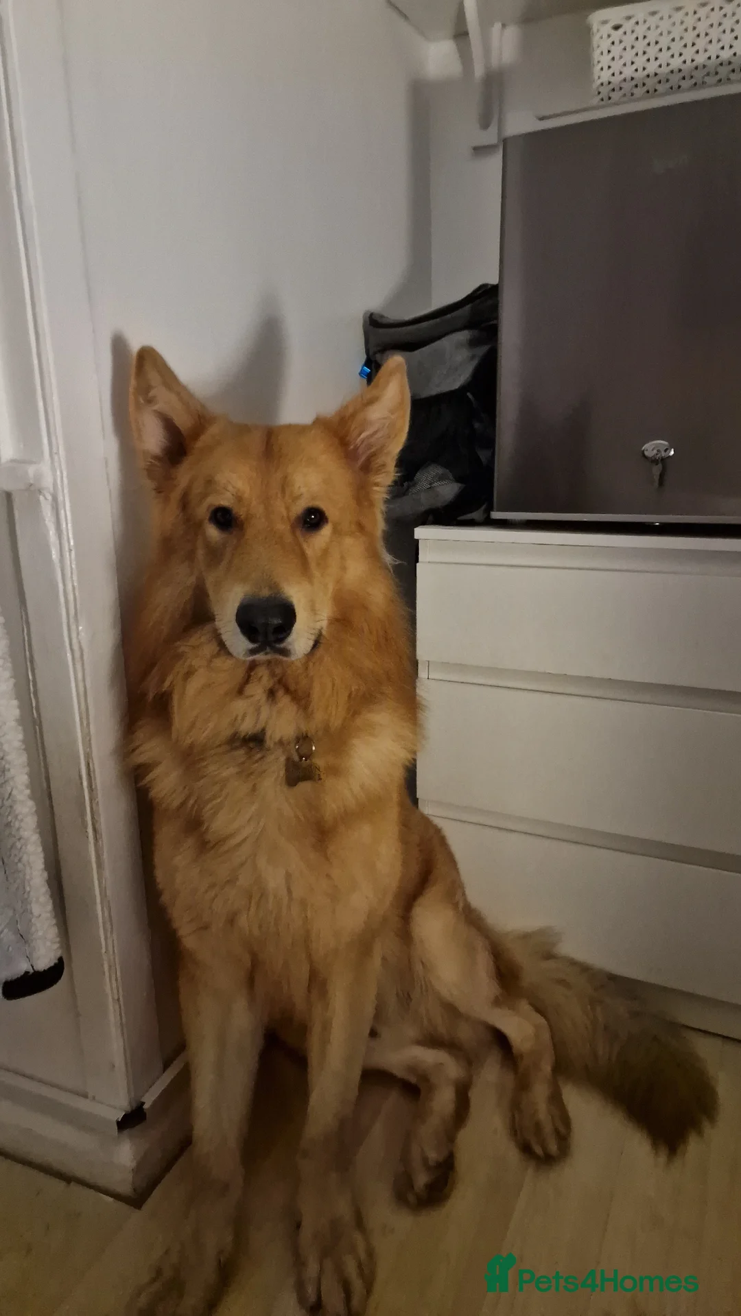 German Shepherd dogs for sale: Rehoming 2 Dogs - Advert 8