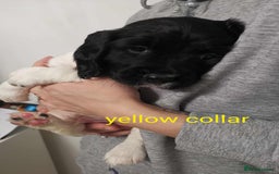 English Springer Spaniel dogs for sale: 🐶 Chunky Springer Spaniel Puppies for Sale! 🏡 - Advert 8