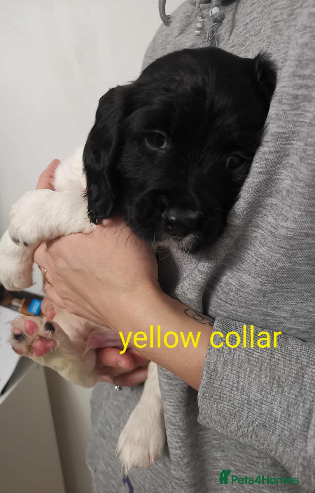 English Springer Spaniel dogs for sale: 🐶 Chunky Springer Spaniel Puppies for Sale! 🏡 - Advert 8