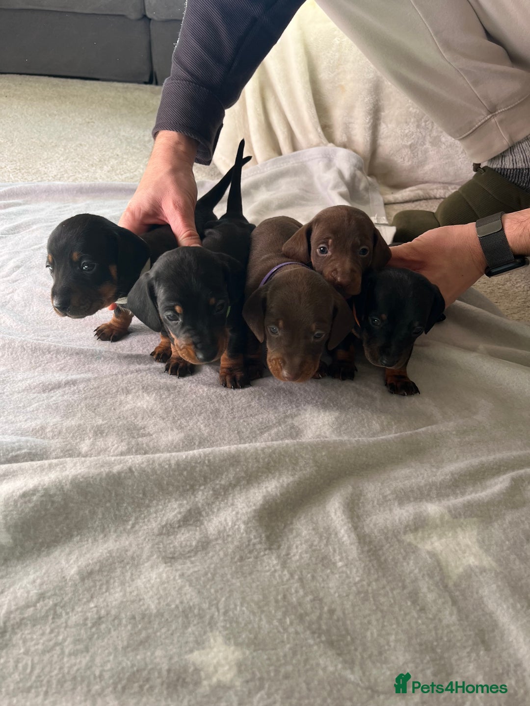 Miniature Dachshund dogs for sale: Beautiful Baby Sausages - Advert 3