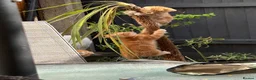 Bengal cats for sale: 5 beautiful mixed Bengal and Russian Angora. - Advert 14
