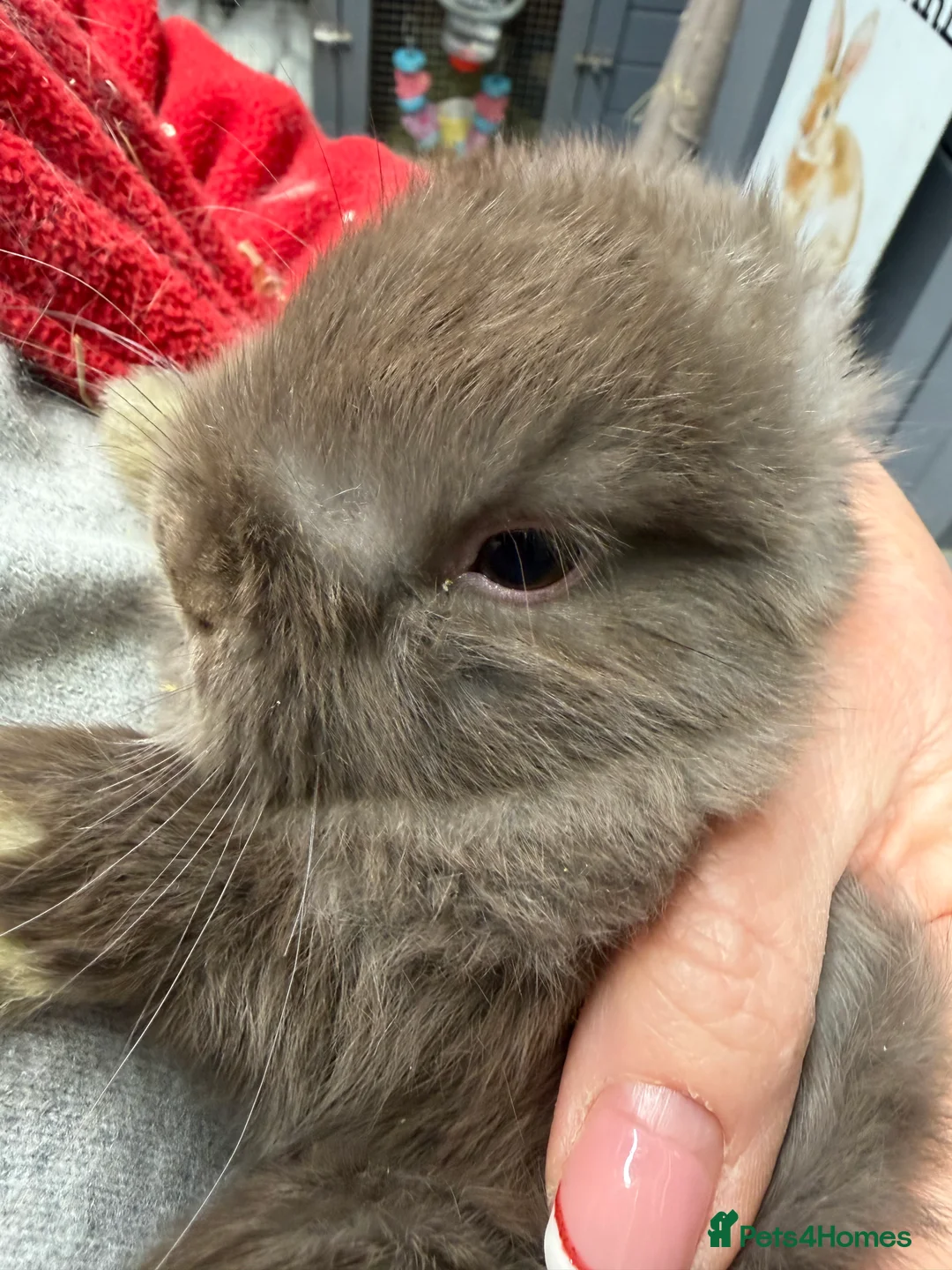 Mini Lop rabbits for sale: Stunning Mini lops vaccinated for sale. Mixed sex  - Advert 3