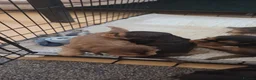 Cocker Spaniel dogs for sale: Cocker spaniel KC registered  in Reading - Advert 11