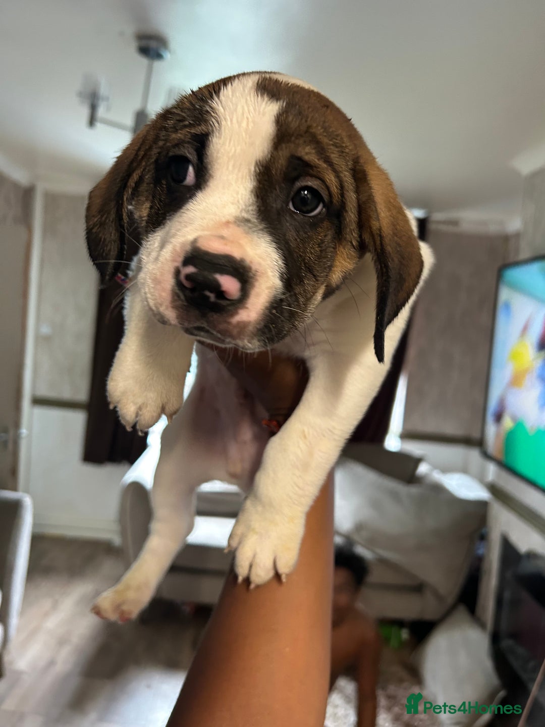 Mixed Breed dogs for sale: 🐾Cocker-Pie (Mini Hippo)s🐾 - Image 6