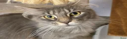 Maine Coon cats for sale: 2 adult female maine coon cats  in Exeter - Advert 4
