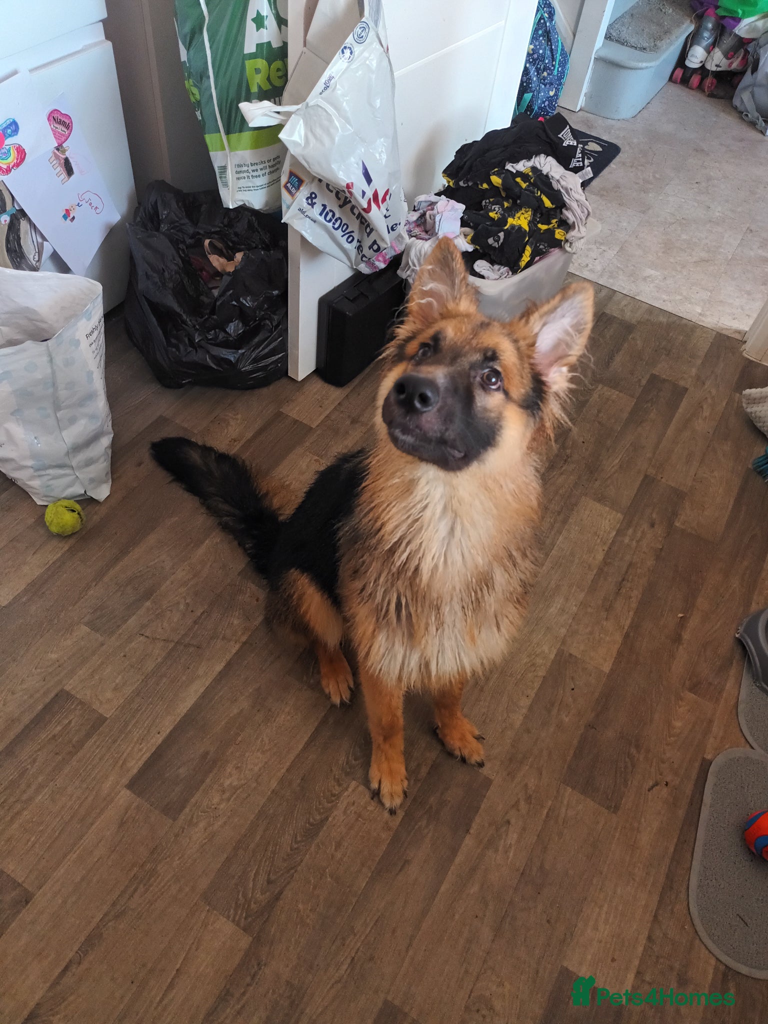 German Shepherd dogs German shepherd needs a new home  - Advert 1