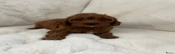 Cavapoo dogs for sale: Merlesque F1 10 week old trained puppies - Advert 15