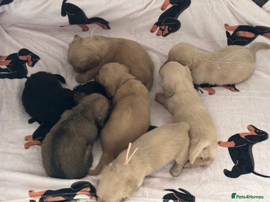 Miniature Dachshund dogs for sale: Miniature Dachshunds longhaired puppies - Advert 10