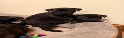 Staffordshire Bull Terrier dogs for sale: Chunky KC Registered Staffordshire Puppies - Advert 14