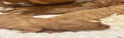 Cavapoo dogs for sale: Cavapoo Pups  - Advert 6