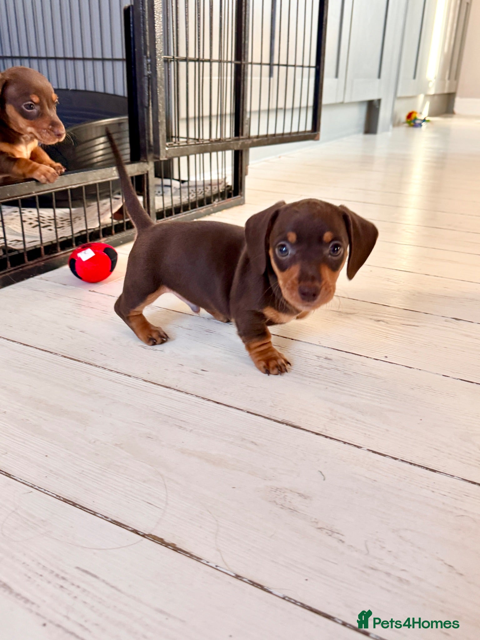 Miniature Dachshund dogs Kc registered miniature dachshund puppies  - Advert 1