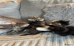 Ragdoll cats for sale: Kittens  - Image 2