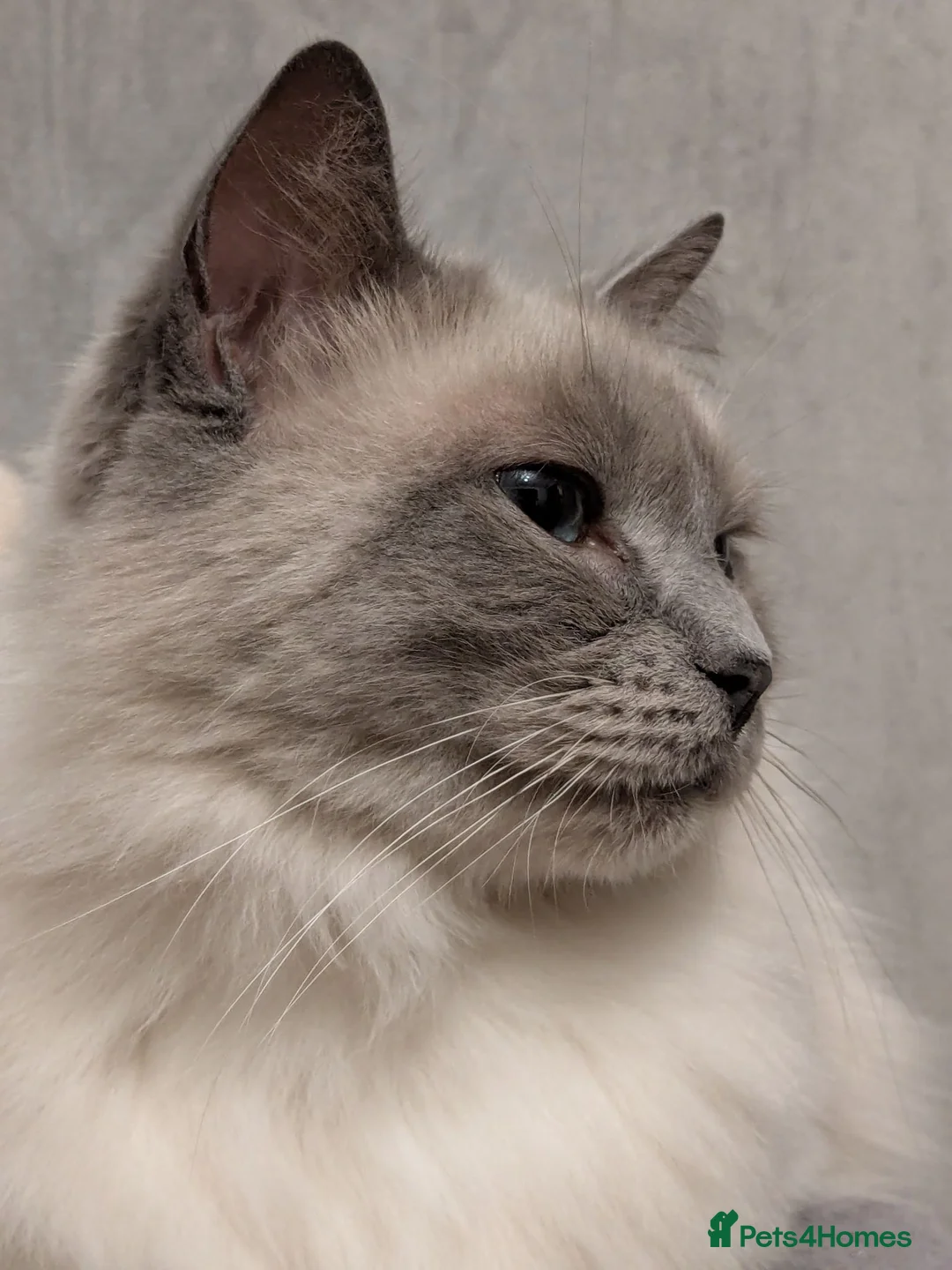 Ragdoll cats for sale: Gccf Active Female✨Championship status - Advert 2