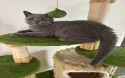 British Shorthair cats for sale: Chunky British Shorthair Kittens in Braintree - Image 25