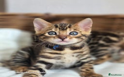 Bengal cats for sale: Gorgeous Pedigree Bengal Kittens  - Image 17