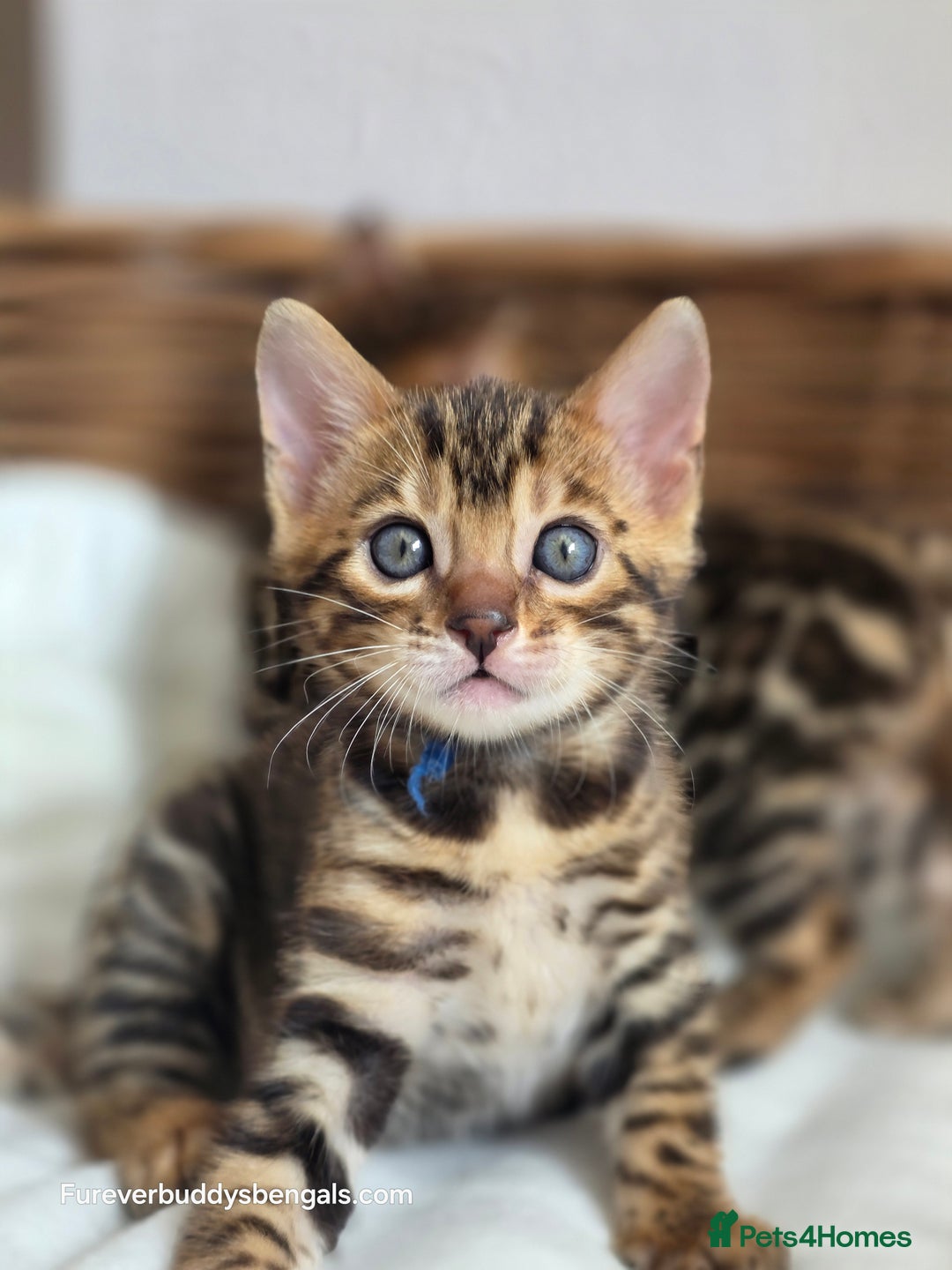 Bengal cats for sale: Gorgeous Pedigree Bengal Kittens  - Image 17