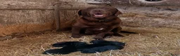 Borador dogs for sale: Borador Puppies - Advert 7